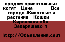 продам ориентальных котят › Цена ­ 5 000 - Все города Животные и растения » Кошки   . Кировская обл.,Захарищево п.